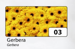 Motiv-Fotokarton Gerbera 270 g/m² 49,5 x 68 cm Motiv-Fotokarton Gerbera 270 g/m² 49,5 x 68 cm