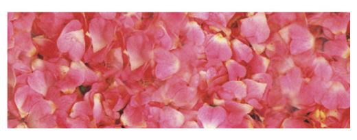 Transparentpapier-Rolle Motiv: Rosenblätter Transparentpapier-Rolle Motiv: Rosenblätter