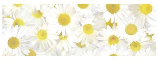 Transparentpapier-Rolle Motiv: Margariten Transparentpapier-Rolle Motiv: Margariten